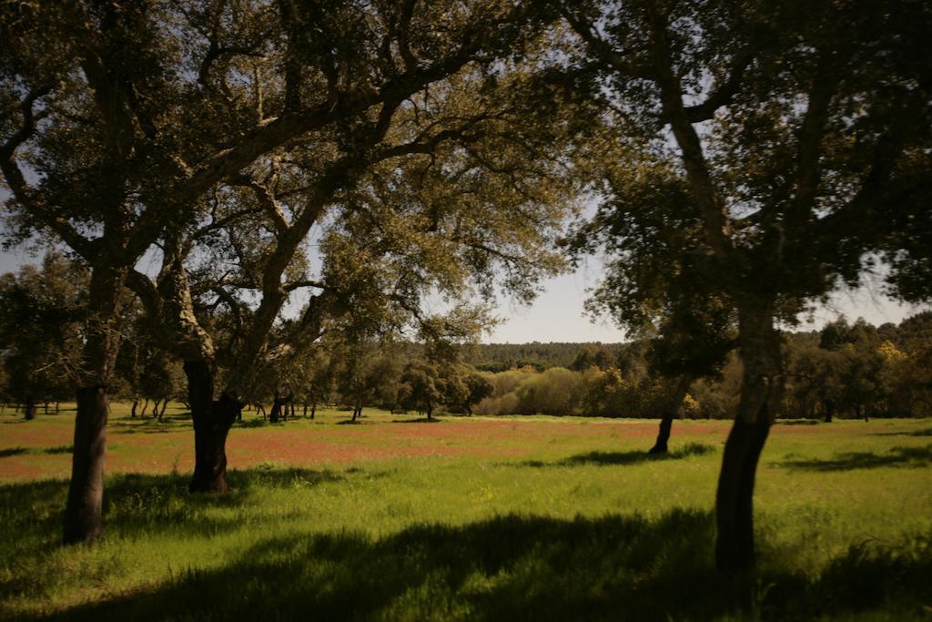 Monte Do Areeiro Villa Coruche Bagian luar foto